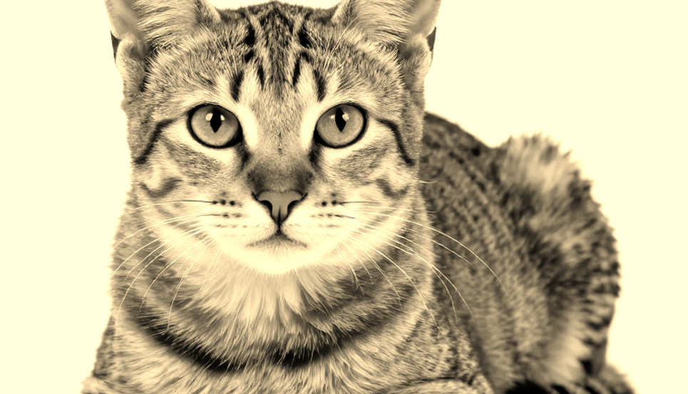 Assefa chạy 2:11:04 ở Berlin: kỷ lục thế giới rơi lại ở hai cây số cuối vì bàn chân